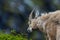 Young natural relaxed male alpine capra ibex capricorn looking a