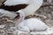 A young Nazca Booby chick on Genovesa Island, Galapagos Islands, Ecuador, South America