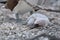 A young Nazca Booby chick on Genovesa Island, Galapagos Islands, Ecuador, South America