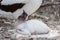 A young Nazca Booby chick on Genovesa Island, Galapagos Islands, Ecuador, South America