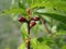 Young nectarine fruits closeup