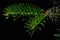 Young needle branch growing out of older on coniferous tree Nordmann Fir Abies Nordmanniana on black background