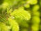 Young needles on branch Norway spruce, Picea abies, with bokeh background, macro, selective focus, shallow DOF