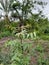 Young neem plant growing empty land with nature background