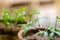 young neem plant is growing in soil pot