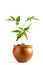 Young Neem tree in clay pot