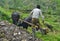 Young Nepalese Man plowing the field with bulls.