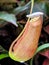 The Young Nepenthes