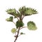 Young nettle isolated on white background