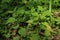 Young nettles grown in the spring forest