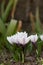Young new white violet crocus flower growing in garden