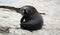 Young New Zealand Fur Seal (New Zealand)