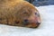 Young New Zealand sea lion