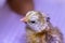 Young newborn baby chick in incubator