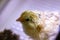 Young newborn baby chick in incubator