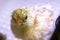 Young newborn baby chick in incubator