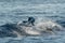 Young newborn baby striped dolphin jumpin at sunset