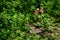 A Young Newborn Fawn Resting in the Underbrush