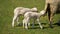 Young newborn lambs on a meadow in the Herrenkrugpark in Magdeburg