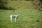 Young newborn sheep on a meadow
