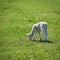 Young newborn sheep on a meadow