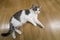 Young nice small white and gray domestic cat kitten laying relaxed on wooden floor indoors. Keeping animal pet at home, concept