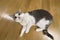 Young nice small white and gray domestic cat kitten laying relaxed on wooden floor indoors. Keeping animal pet at home, concept