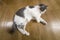 Young nice small white and gray domestic cat kitten laying relaxed on wooden floor indoors. Keeping animal pet at home, concept