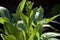 Young nicotiana alata plant backlit from sun