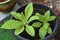 Young nicotiana alata plants growing in pot