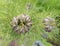 Young nigella flower buds and green foliage in garden setting