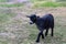 Young Nigerian Dwarf goat closeup standing in grass field