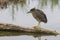 Young Night heron