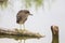 Young Night heron