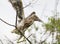 Young night heron balanced on a slim branch