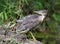 Young night heron sits on a branch in unusual pose