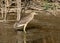 Young night heron stands on the water