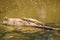 Young Nile Crocodiles basking on log in south luangwa valley in zambia