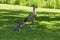 Young Nile goose chicks with their mother on a meadow