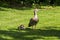 Young Nile goose chicks with their mother on a meadow