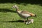 Young Nile goose chicks with their mother on a meadow