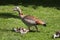 Young Nile goose chicks with their mother on a meadow