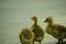 Young Nile goose on a pond