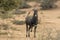 A young nilgai also known as blue bull