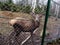 A young noble reindeer with horns stands in the confinement and looks into the camera