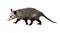 Young North American opossum Didelphis virginiana goes on a wh