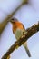 Young Northern Bluebird Perched on a branch Colorful with Blue S