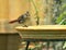 Young Northern Cardinal at a backyard birdbath