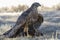 Young northern goshawk, Accipiter gentilis, feeding on a rabbit on the ground. Spain