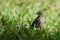 Young Northern Mockingbird